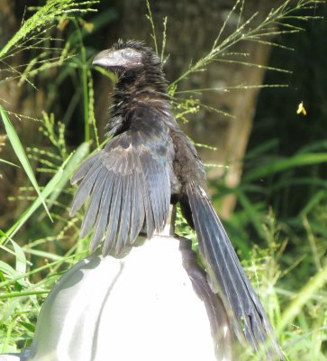 Groove-Billed Ani