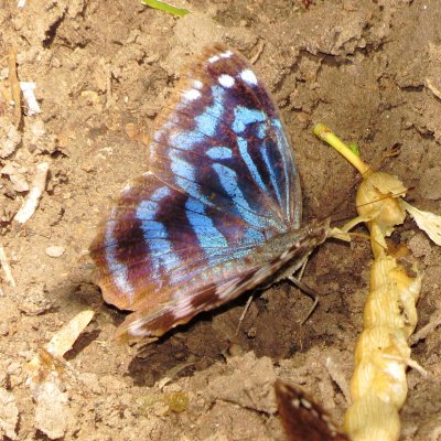 Mexican Bluewing