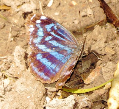 Mexican Bluewing