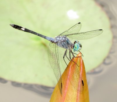 Spot-Tailed Dasher