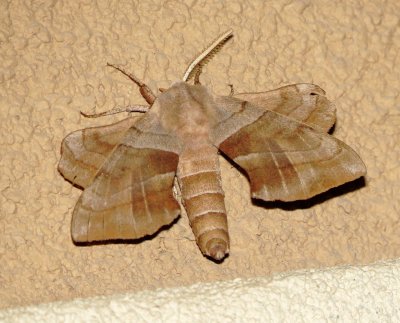 Walnut Sphinx Moth