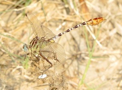 Flag-Tailed Spinyleg