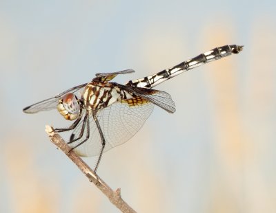 Checkered Setwing