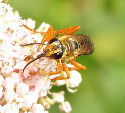 Great Golden Digger Wasp