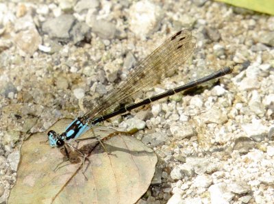 Blue-Tipped Dancer
