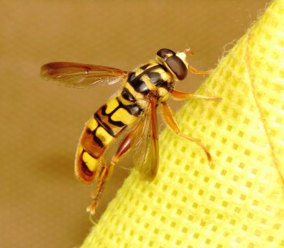 Hover Fly Species