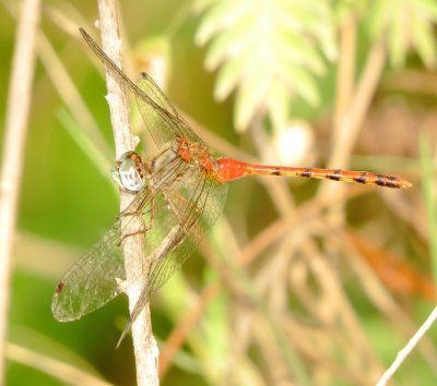 Blue-Faced Meadowhawk
