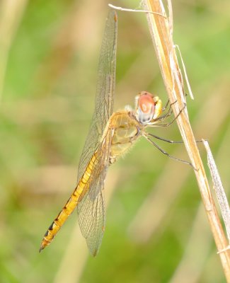 Wandering Glider