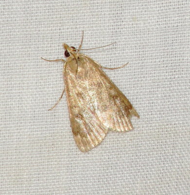 Garden Webworm Moth