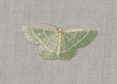 Blackberry Looper Moth