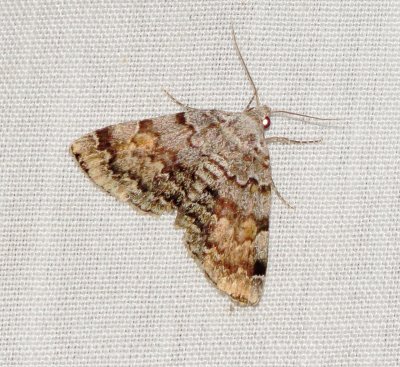 American Idia Moth