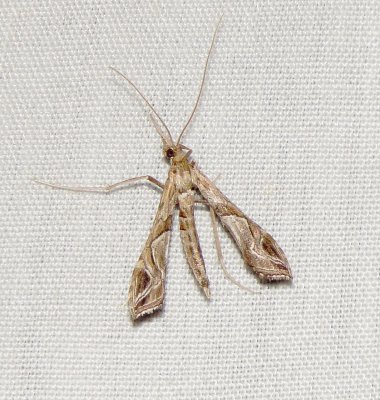 Eggplant Leafroller Moth