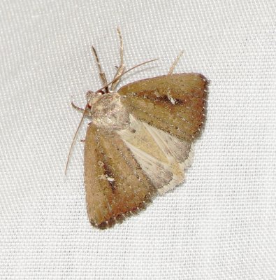 White-Dotted Groundling