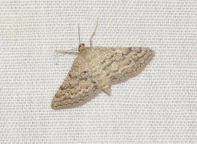 Drab Brown Wave