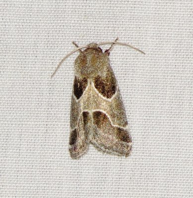 Ragweed Flower Moth