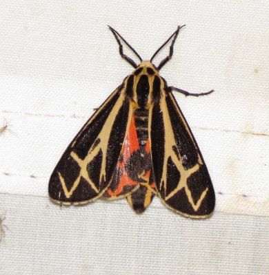 Harnessed Tiger Moth
