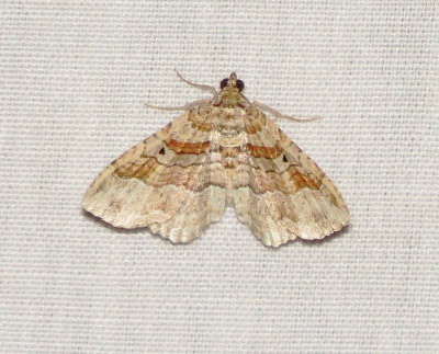 Bent-Line Carpet Moth