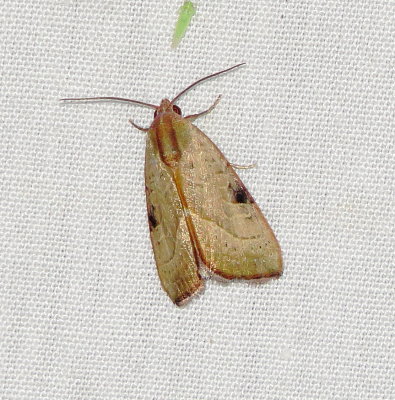 Wedgling Moth