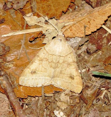 Vetch Looper Moth