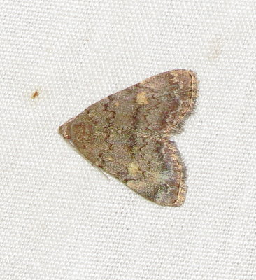 Common Idia Moth
