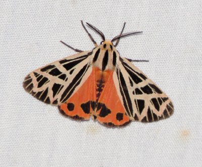 Parthenice Tiger Moth