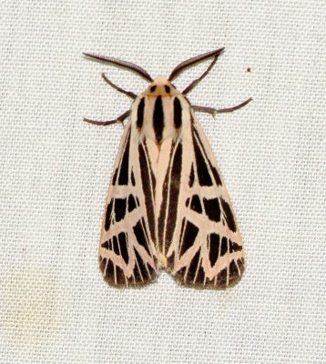 Parthenice Tiger Moth