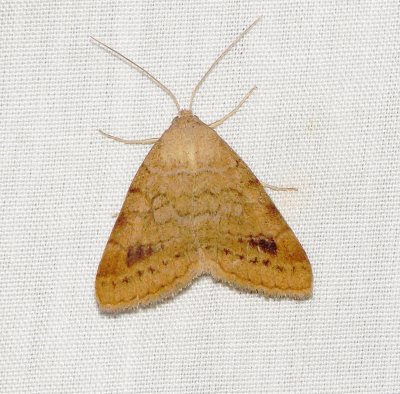 Vetch Looper Moth