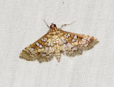 Assembly Moth