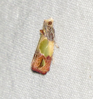 Sculptured Moth