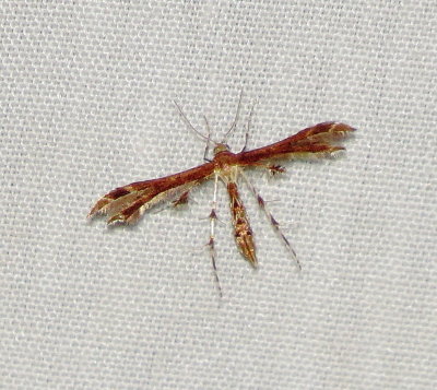 Plume Moth Species