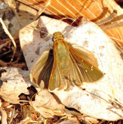 Grass Skipper Species
