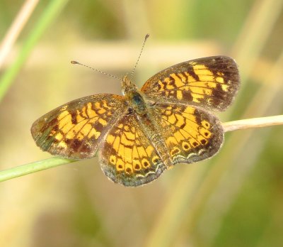 Pearl Crescent