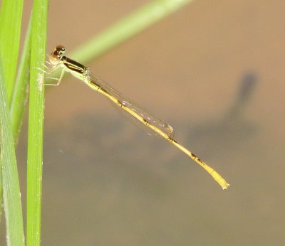 Citrine Forktail