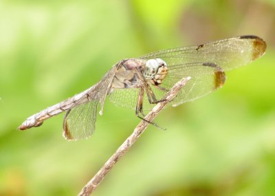 Great Blue Skimmer