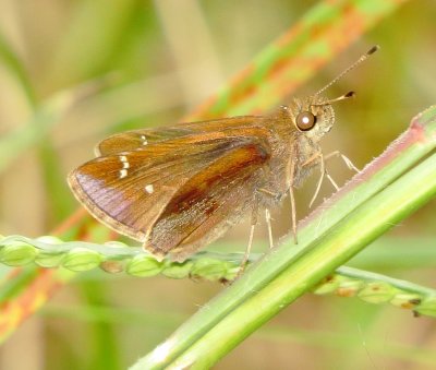 Clouded Skipper