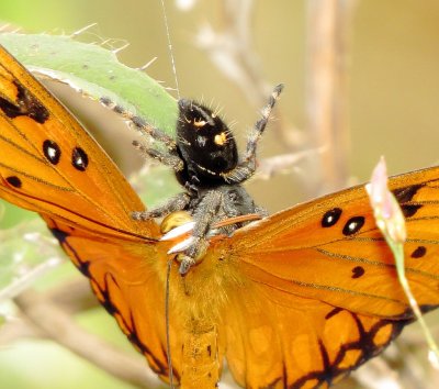 Bold Jumping Spider