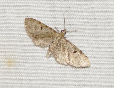 Unidentified Moth Species