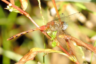 Blue-Faced Meadowhawk