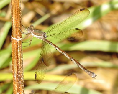 Great Spreadwing