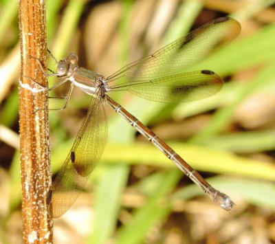 Great Spreadwing
