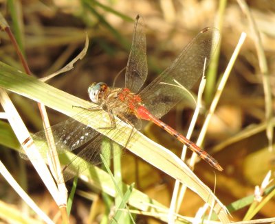 Blue-Faced Meadowhawk