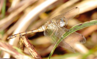 Blue-Faced Meadowhawk