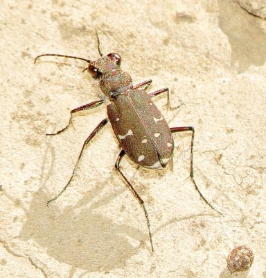 Twelve-Spotted Tiger Beetle