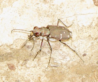 Twelve-Spotted Tger Beetle