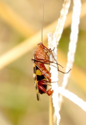 Nuptial Scorpion Fly