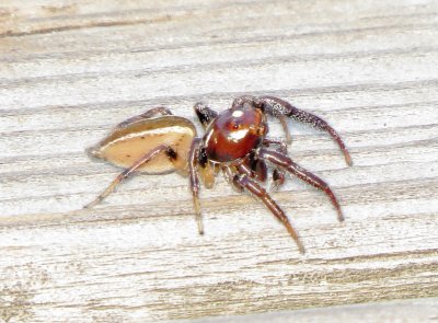 Sylvan Jumping Spider