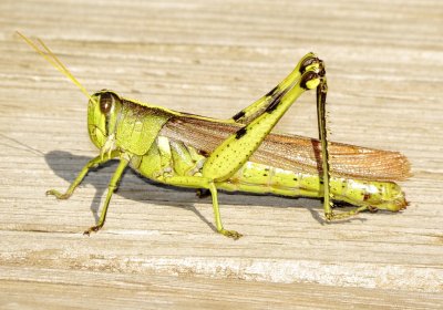 Obscure Bird Grasshopper