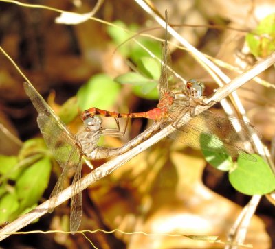 Blue-Faced Meadowhawk