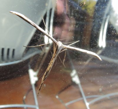 Plume Moth Species