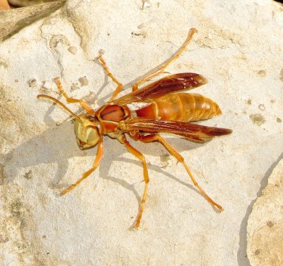 Fuscatus Group Paper Wasp Species